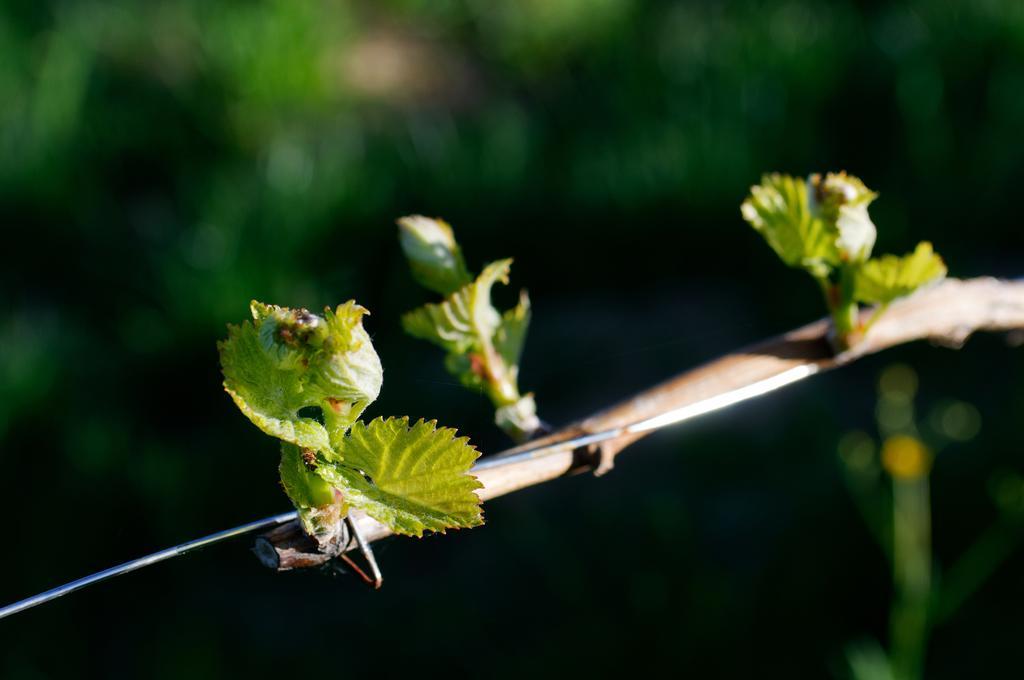 ליוצכאך Weingut Winzerzimmer Rothschaedl מראה חיצוני תמונה